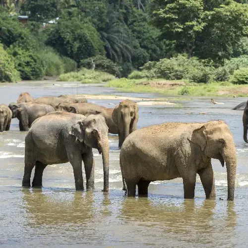 Munnar Anakulam Jeep Safari – Waterfalls, Tea Estates & Wild Elephant Experience