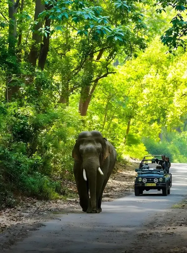 Jim-Corbett