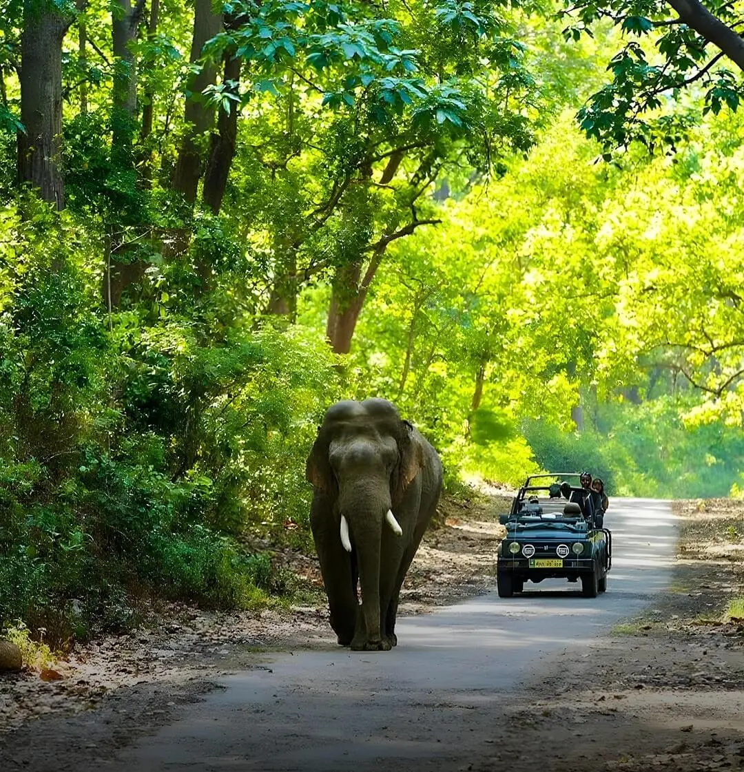 Jim-Corbett