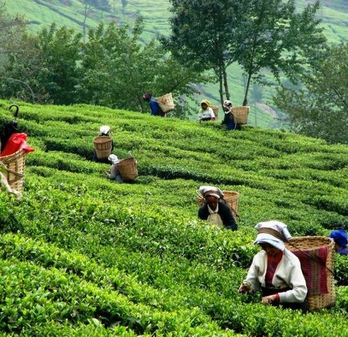 Munnar Tea Trail, Tea Factory & Tea Tasting Tour Package