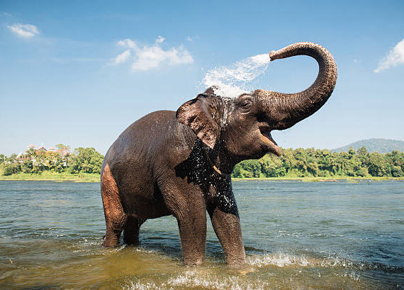 Elephant washing on southern banks of the periyar river at Kodanad training center