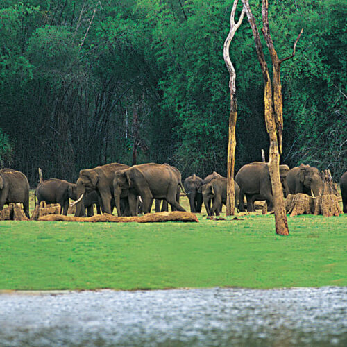 Kerala Beaches & Hills Tour Package 6 Nights 7 Days | Munnar, Thekkady, Alleppey & Kovalam