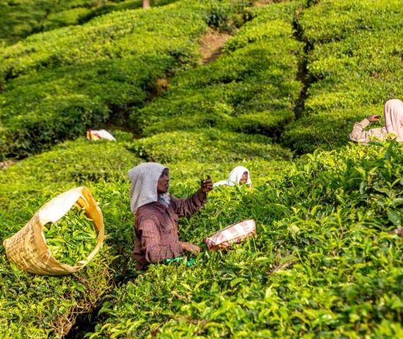 many peoples tea